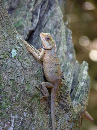 Garden Lizard