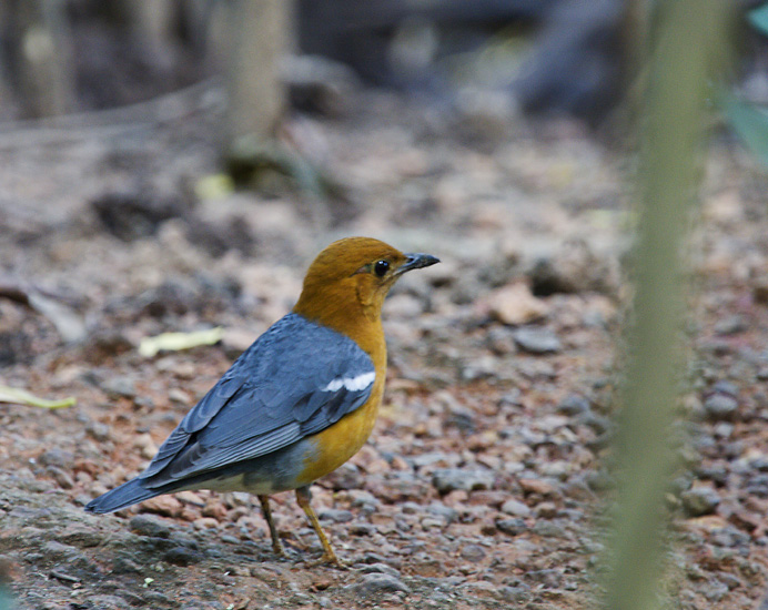 Orange-headed Thrush