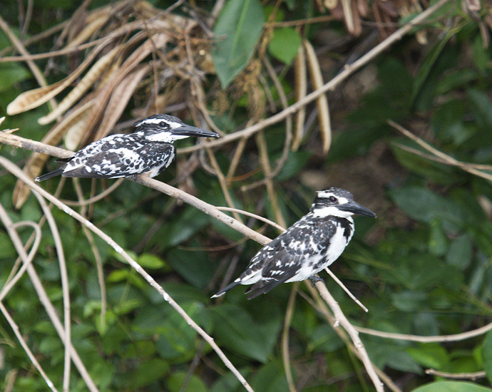 Pied Kingfisher