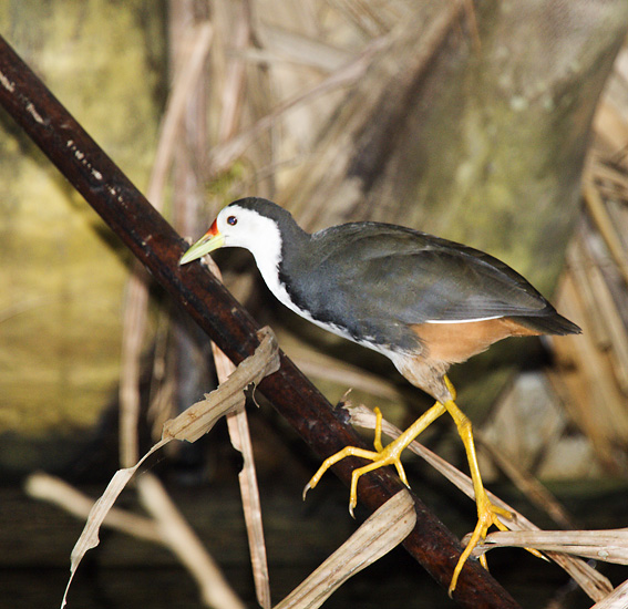 White-breasted Waterhen