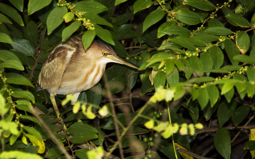 Yellow Bittern