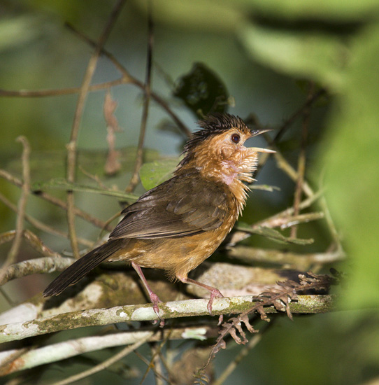 Brown-capped Babbler