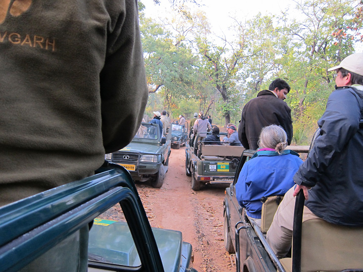 Traffic jam at tiger sighting