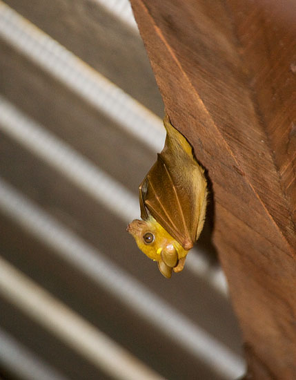 Dwarf Epauletted Fruit Bat