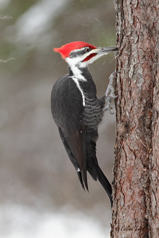 Grand Pic_9418 - Pileated Woodpecker