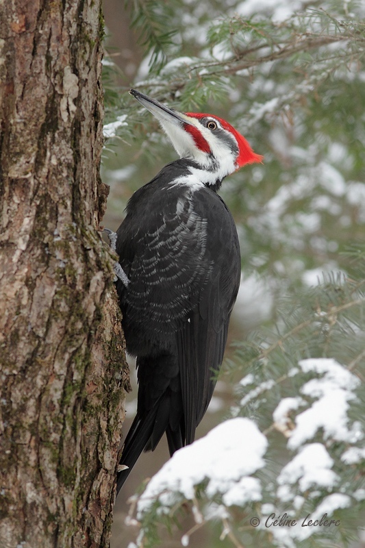 Grand Pic (m)_0892 - Pileated Woodpecker
