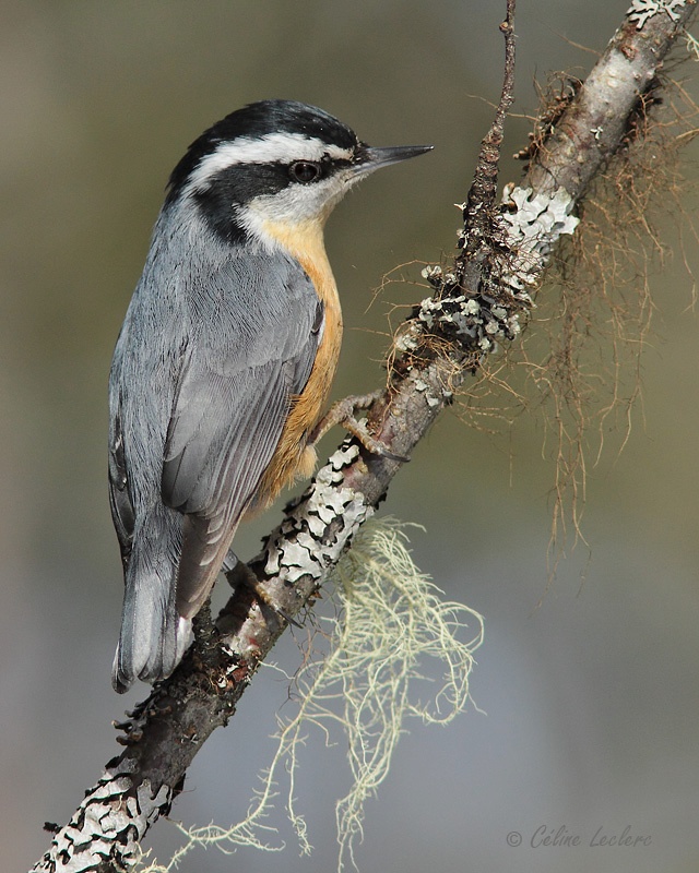 Sittelle à poitrine rousse_6247 - Red-breasted Nuthatch