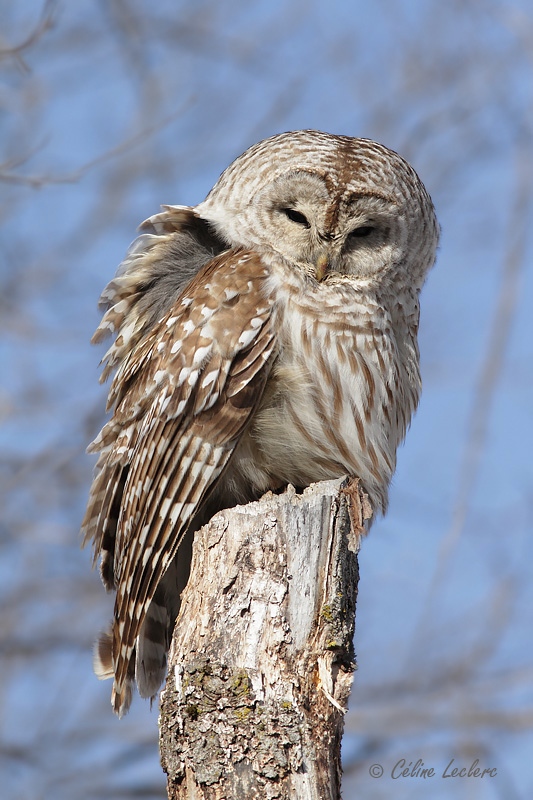 Chouette raye_7988 - Barred Owl