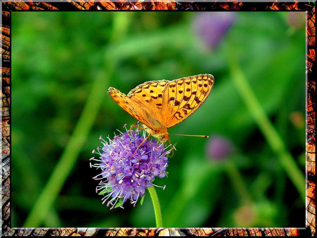 Pretty Butterfly In French Alps