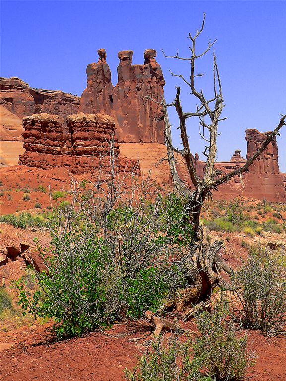 Organ Rocks