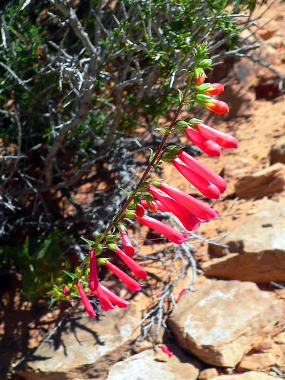 Red Flowers