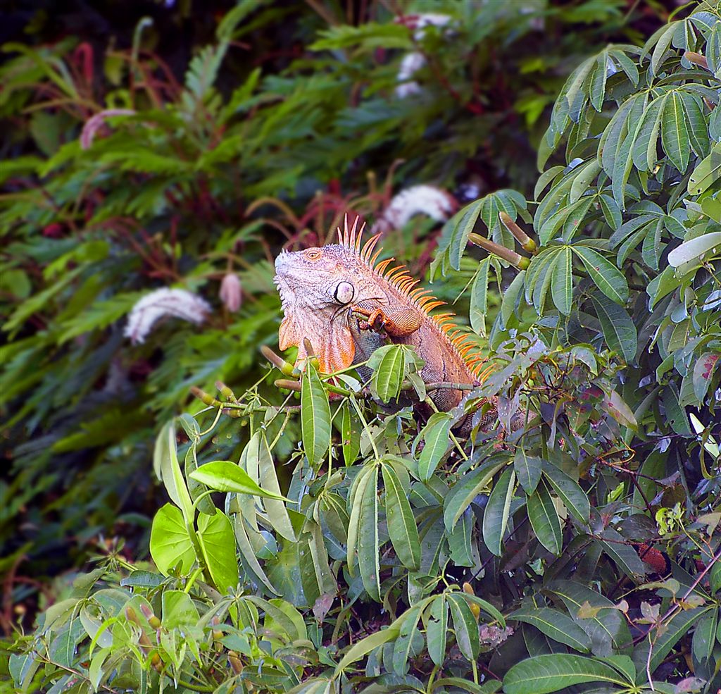 Looking Pretty, Giant Tree Iguana, Tortuguero Selva