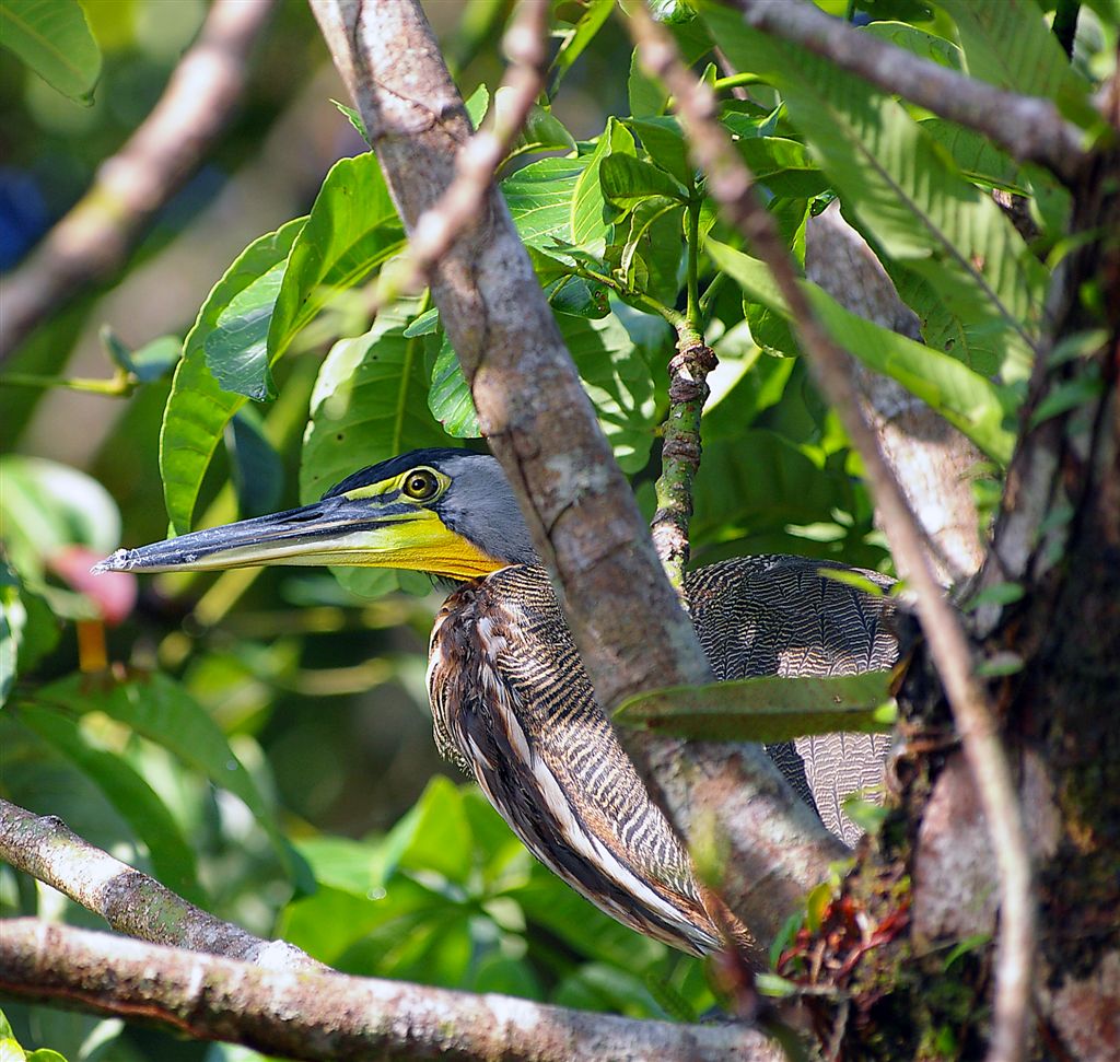 Tiger Heron In Ambush, Tortuguero Selva