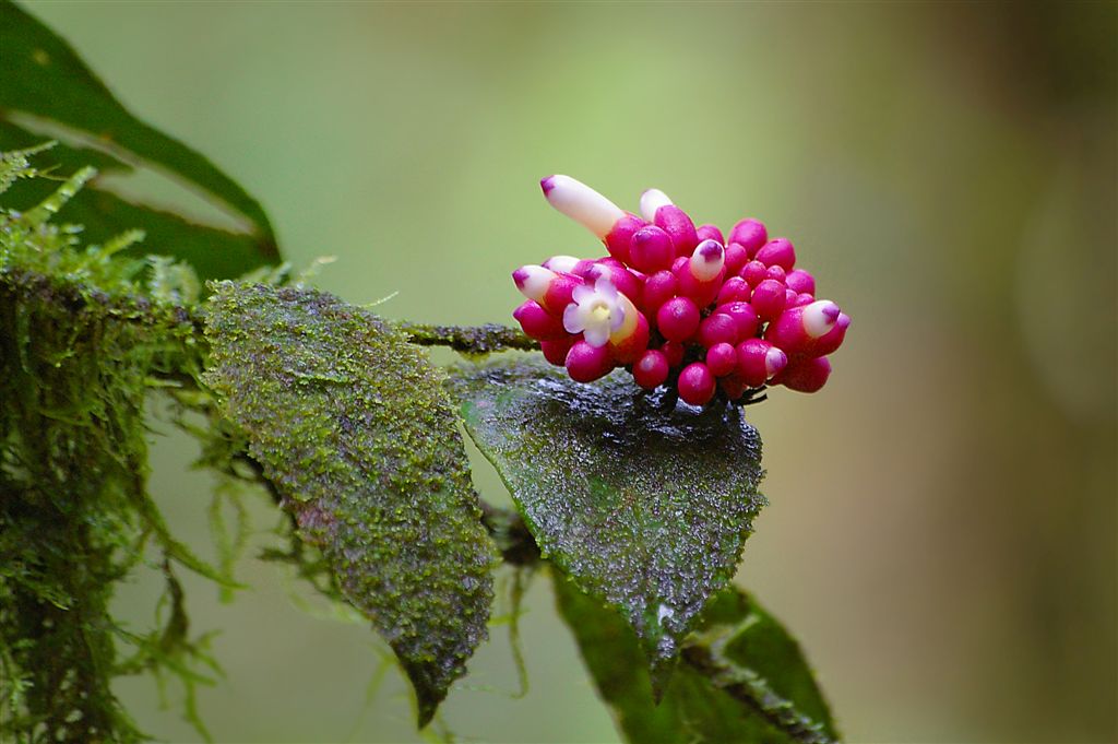 Colours Of Tropical Forest, Monteverde Cloud Forest