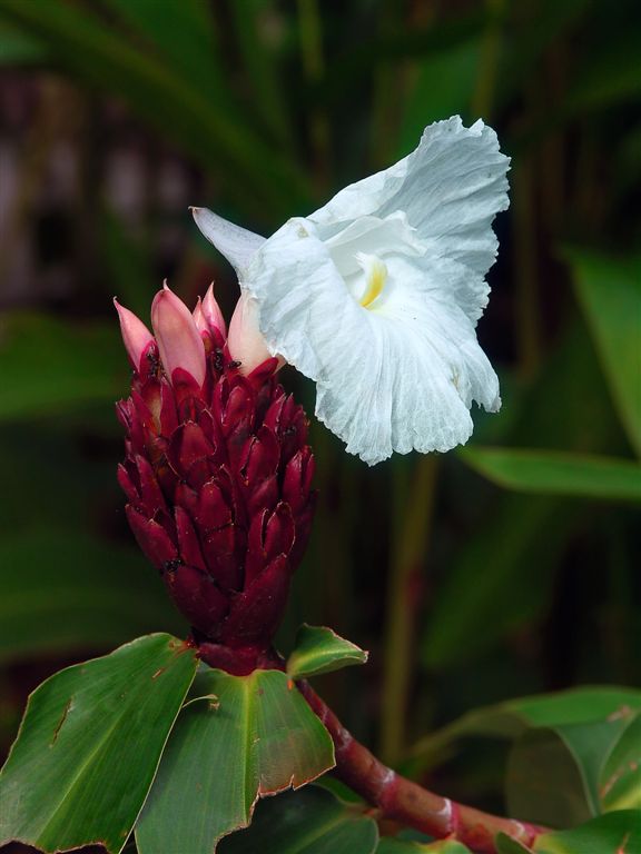 Flower In Tortuguero Selva