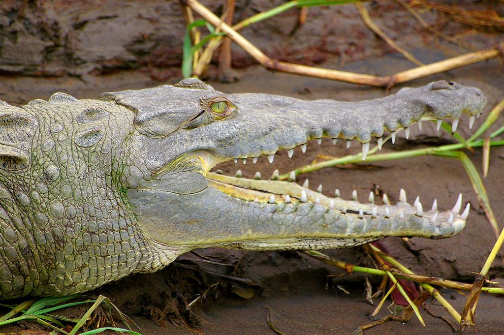 Charming Smile By Fidel Castro, Tarcol River
