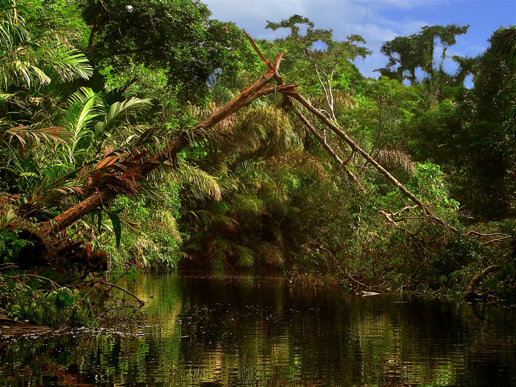 Deep In Jungles Of Tortuguero Selva
