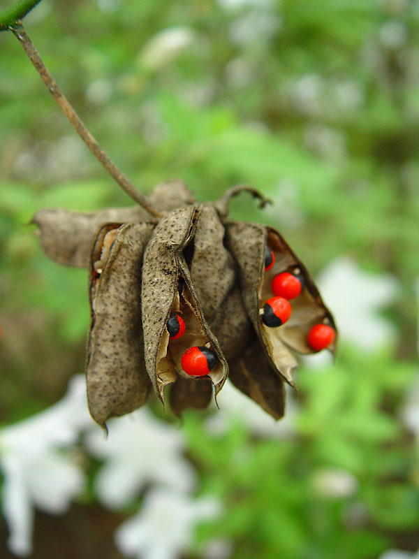 Brilliant-Seed-Pod.jpg