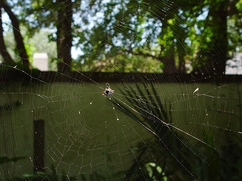 Industrious-Spider.jpg