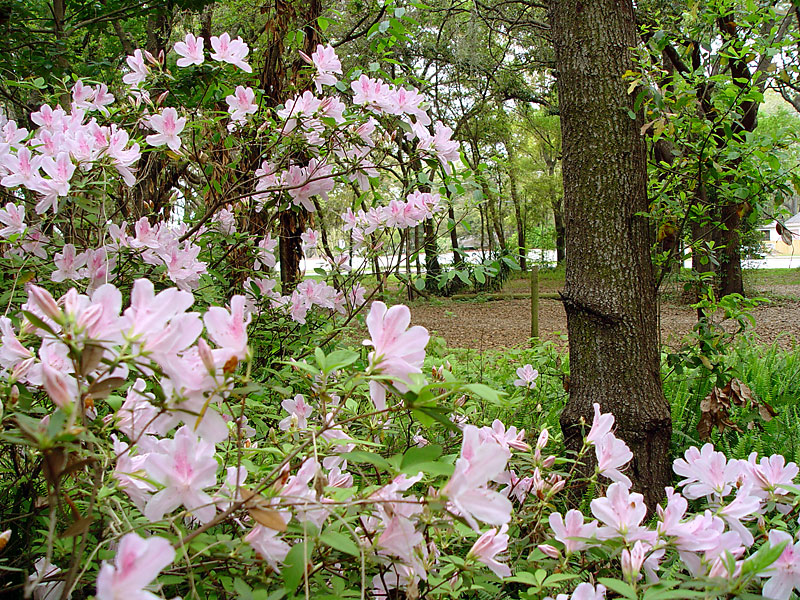 Pink-Azaleas-@-Church.jpg