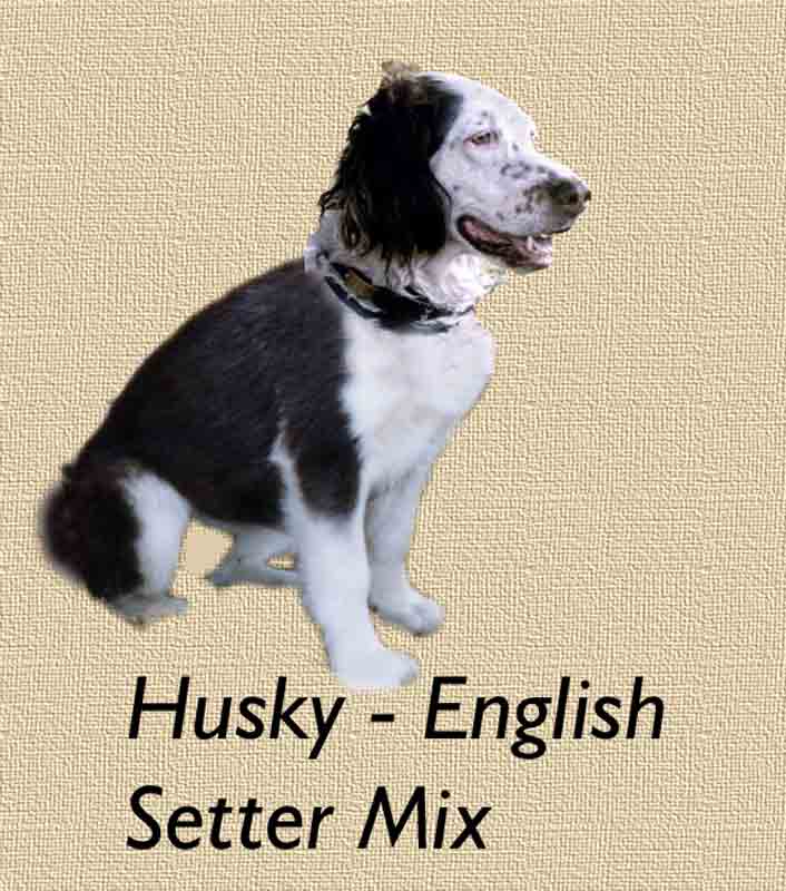 husky-english-setter-mix.jpg photo 