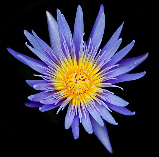 Water Lilly, Phuket