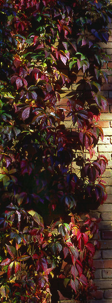 autumn norning5-j.jpg