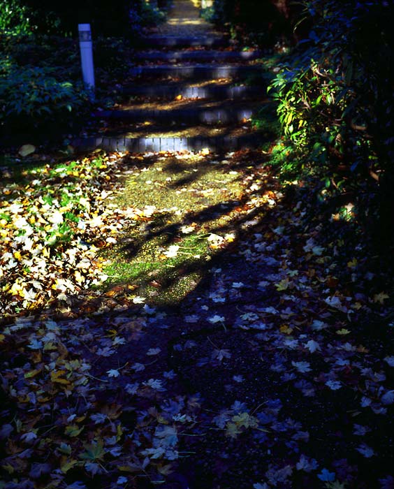 autumn morning1-j.jpg