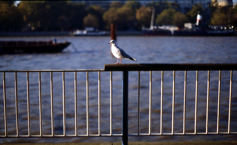 birds03-j.jpg