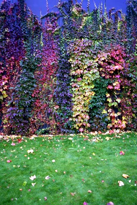 autumn-wall1-j.jpg