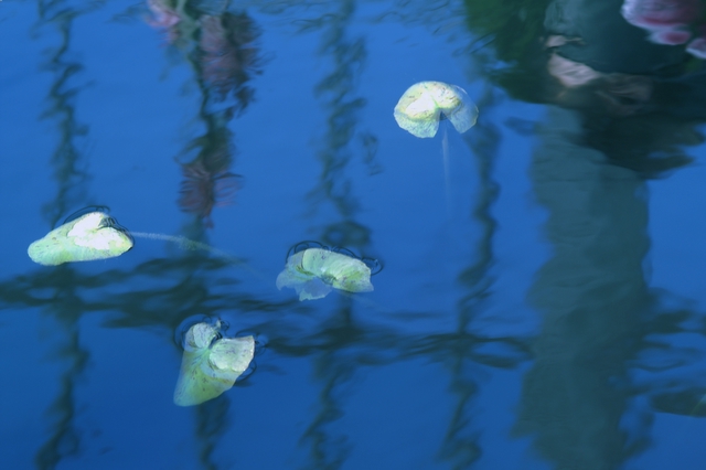 Lillies