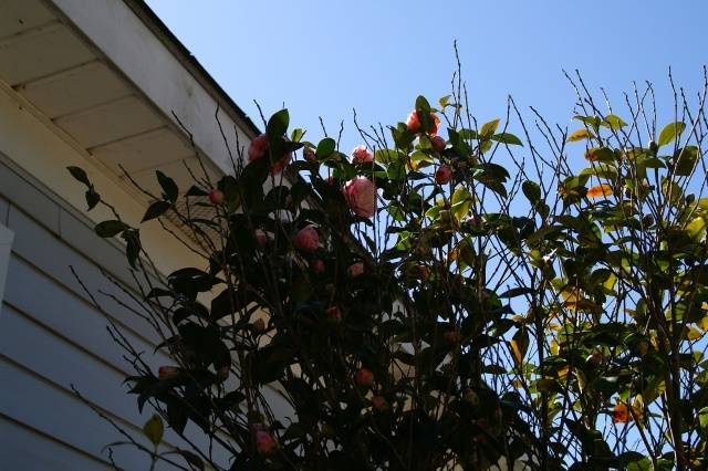 Spring-Maybe