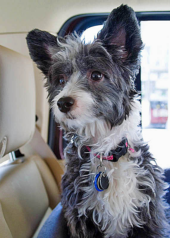 PIper Traveling