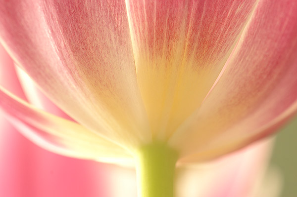 SELECTIVE FOCUS TULIP 2