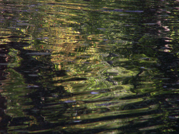 pond-ripples.jpg