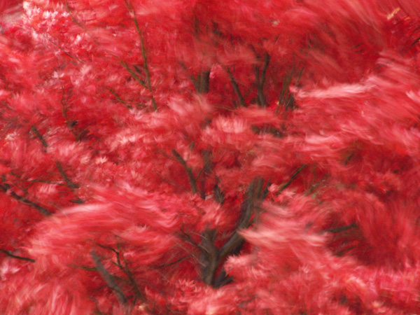 dimage_z5