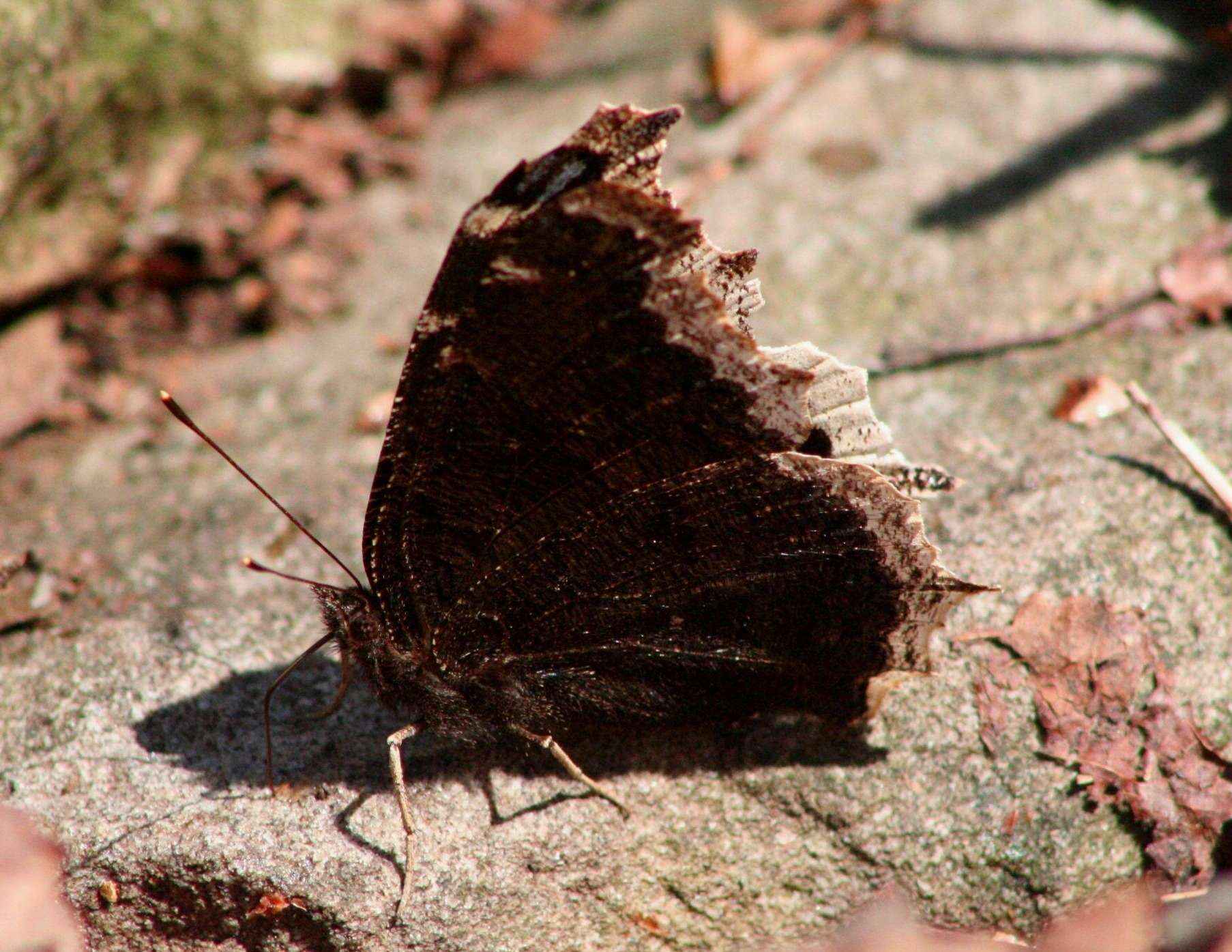 Mourning Cloak on Rock Profile tb0309yr.jpg