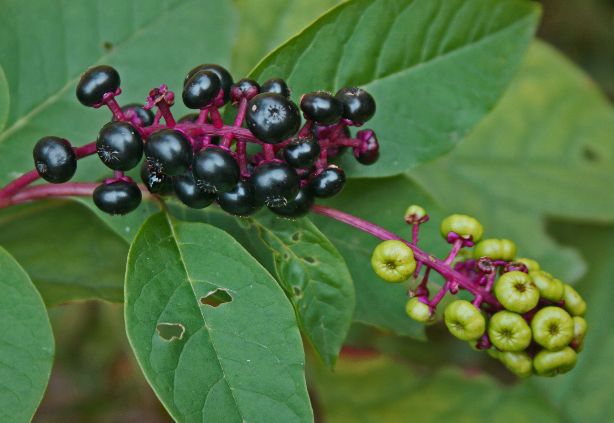 Pods of Ripe and Unripe Poke Berries In Woodlot tb0912yvr.jpg