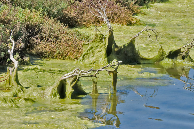 wetlands