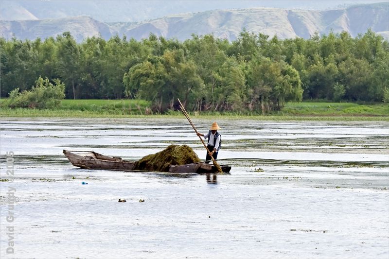 Locals collecting water plants on ErHai Lake