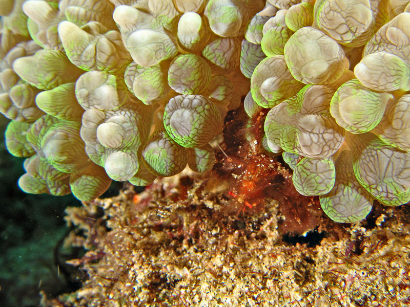 Orangutan Crab
