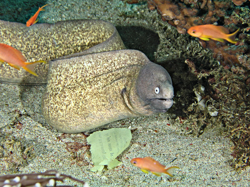 Moray