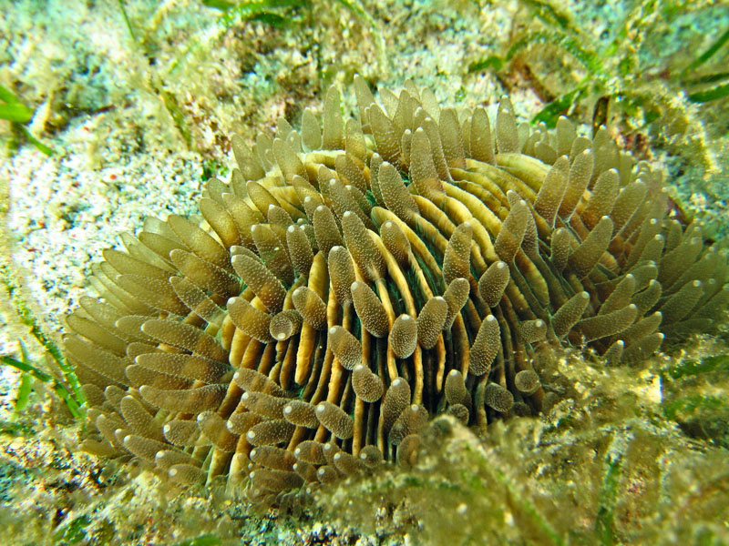 Cycloseris sp. (?)