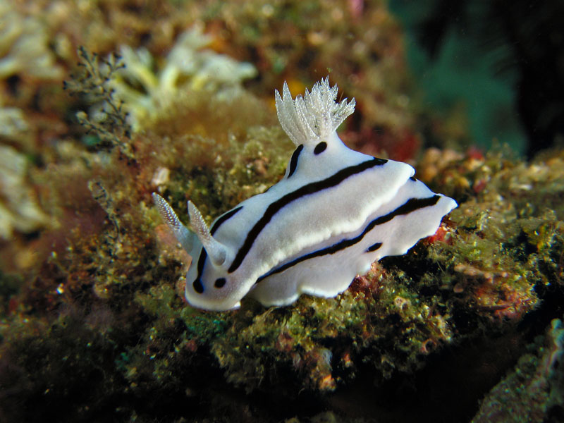 Nudibranch