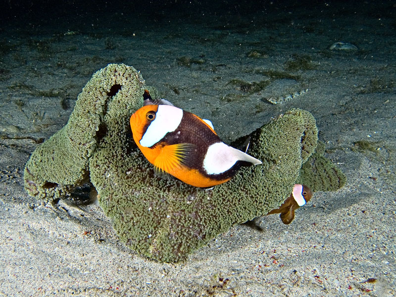 Saddleback anemonefish