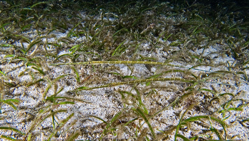 Juvenile smooth flutemouth??