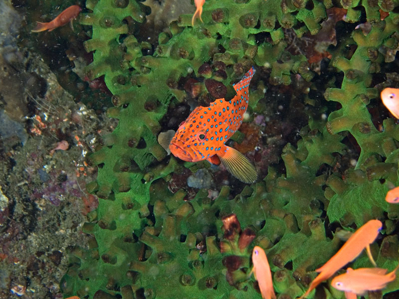 Coral cod