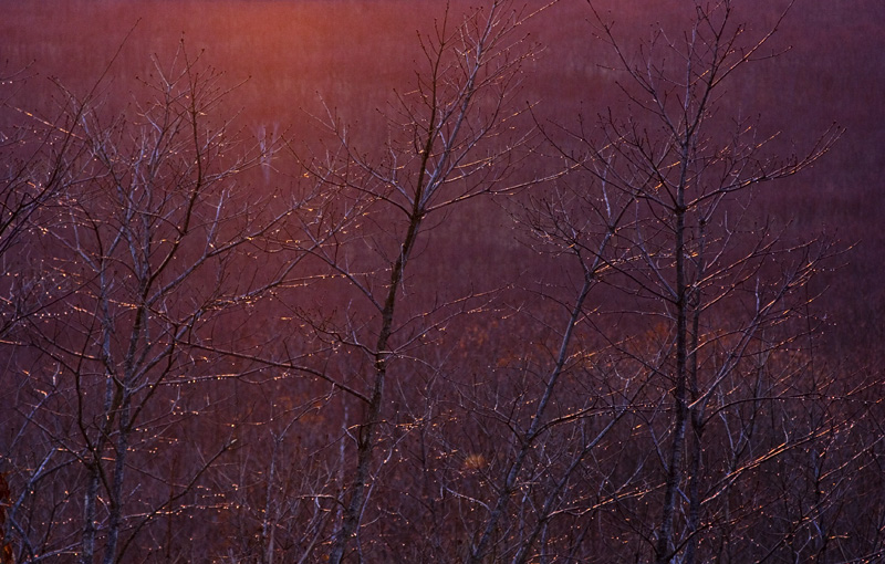 2006.05.12 Late light on the wetlands