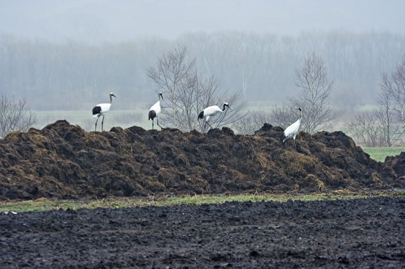 Farmyard cranes