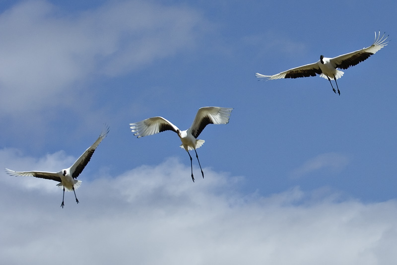 Cranes on the wing